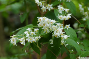 Deutzia glauca                